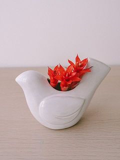 鶏のトサカみたい🐓