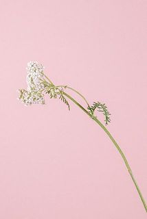 一部、葉が茶色く変色している場合がございます。