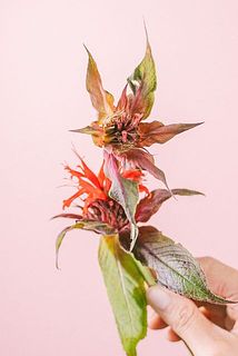 一部紅葉や葉に変色が見られる場合がございます。