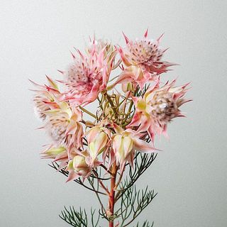 アンティークローズのスワッグ | el flowers online shop