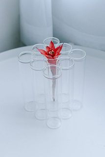 グズマニアもすっぽり。