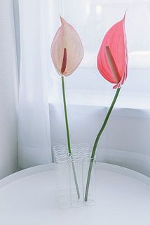 まるでアンスリウムがお話ししているよう。