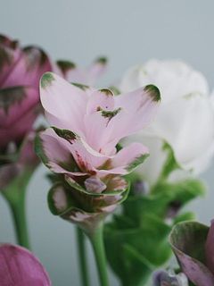 ユニークな花姿が魅力。実はショウガの仲間です。
