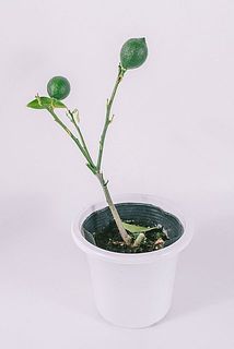 お届け例