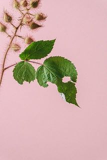 一部、葉が傷ついている場合がございます。