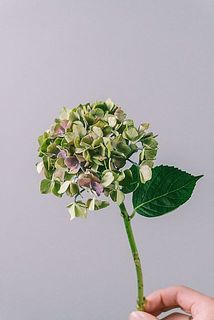 花の大きさには個体差があります。