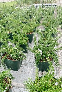 お花がついていたらラッキー！