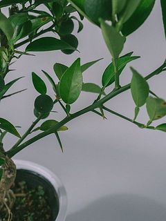 トゲがあります。ご注意ください。