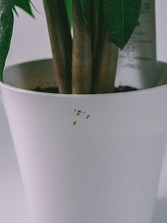 鉢が一部汚れていることがございます。
