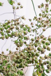 花が咲いた後に残るがくが茶色く変色している場合がございます。ご了承ください。
