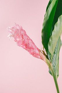 先端部分は繊細で、一部変色している場合がございます。ご了承ください。