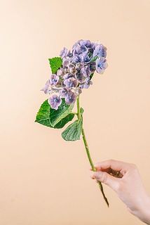 大きさや形には個体差がございます。