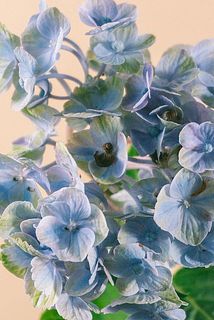 ガク部分が一部茶色かったり、斑点模様がある場合もありますが、紫陽花の特性としてご理解ください。