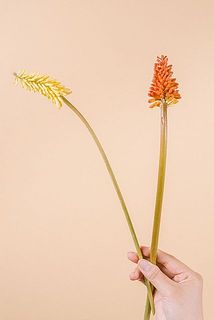 色はおまかせになります。
