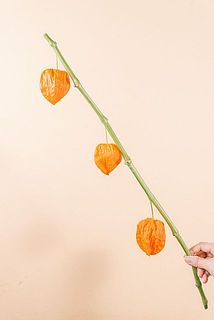 花のつき方には個体差がございます。