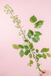 枝ぶりには個体差がございます。