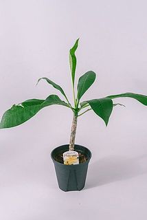花の色はおまかせになります。