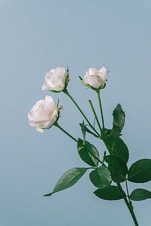 スプレーバラにはお花が付いていない茎があることも。生産者さんの方で剪定された名残です。品質に問題はありません。