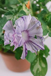 お花は花びらが繊細なため傷がついている場合がございます。