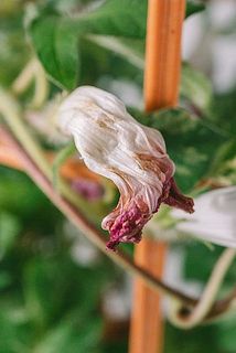 お届けまでに一部花が萎んでいる場合も