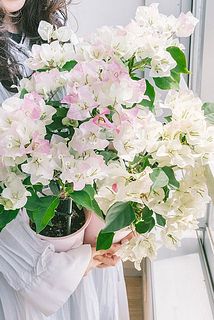 色味、花付きには個体差があります。