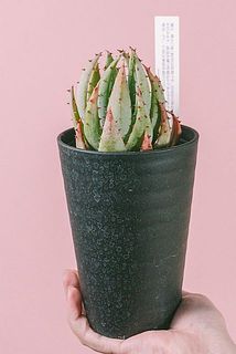 お届け例