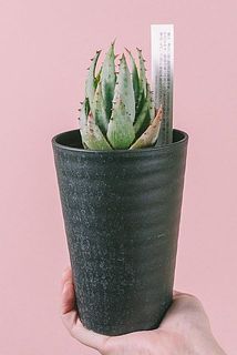 お届け例