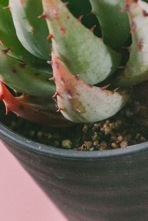 雑草が生えていることがございます。ご了承ください。