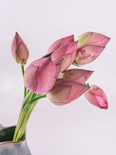 お花は閉じている状態でお届けします