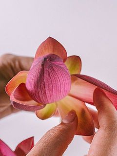 切花の状態ですと自然には開花しません。手で優しく花びらをめくってみるとかわいくなります。