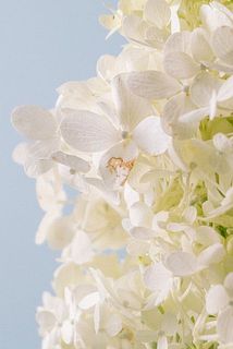 一部花びらが茶色くなっている場合がございます。
