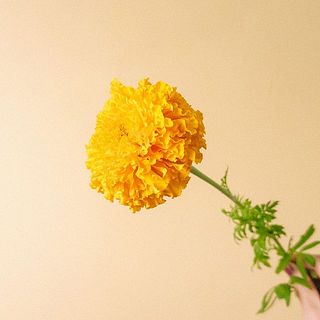 花は大きく折れやすいので、お取り扱いには十分ご注意ください。