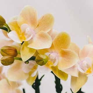 なかなか出会えない珍しいカラーリング。