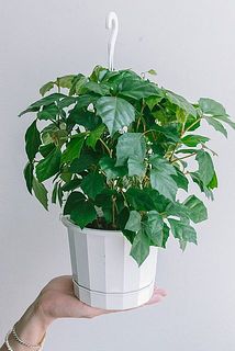発送時はハンギング用のフックをつけてお届けします。