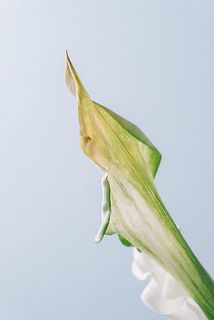 一部、茶色く変色している場合がございます。