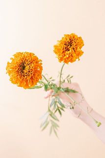 大きさには個体差がございます。