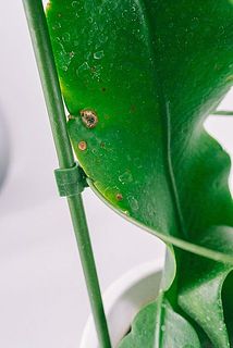 一部、傷や茶色く変色している場合がございます。