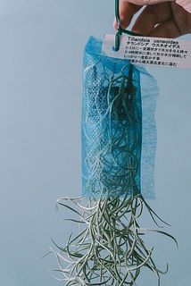 布ネットはお取りください。