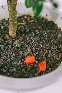 配送中の揺れで花びらが散る場合がございます。