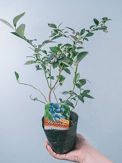 お届け一例