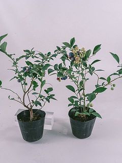 枝ぶり、実のつきには個体差があります
