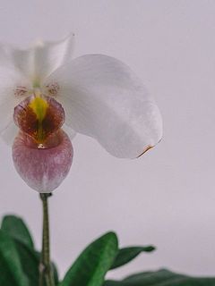 花や葉の一部に傷がある可能性もございます。ご了承ください