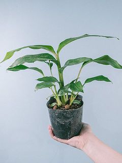 お届け一例