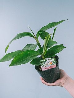 お届け一例