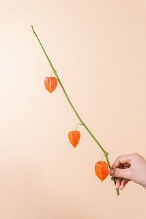 実つきには個体差がございます。