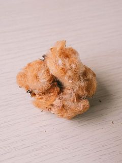 コットンの大きさや色味には個体差がございます。