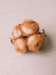 コットンの大きさや色味には個体差がございます。
