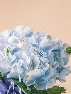 今の季節の紫陽花はガクの外側が緑色が強い場合が多いです。ご了承ください。