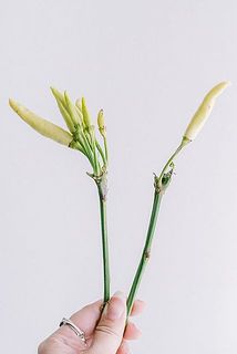 実付きや色に個体差があります。