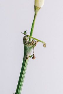根本部分は変色していることがございます。
